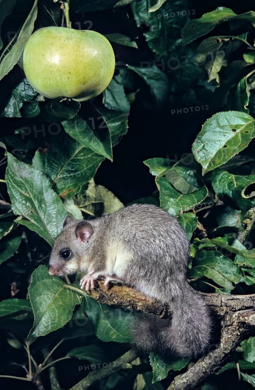 Edible dormouse, fat dormouse, glis glis, rodents, rodentia, dormice, dormice, dormouse, foraging, garden, high size, portrait format, mammals, foraging, rodents, sleepers, mixed fruit, mammals