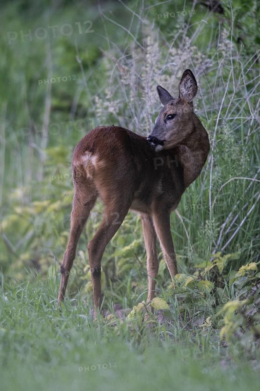 Roe deer (Capreolus capreolus), Emsland, Lower Saxony, Germany