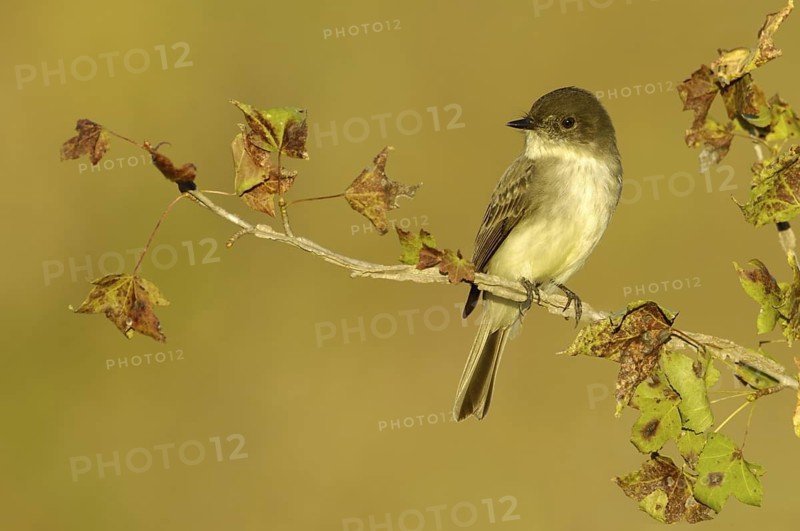 Eastern Phoebe (Sayornis phoebe), Texas, USA