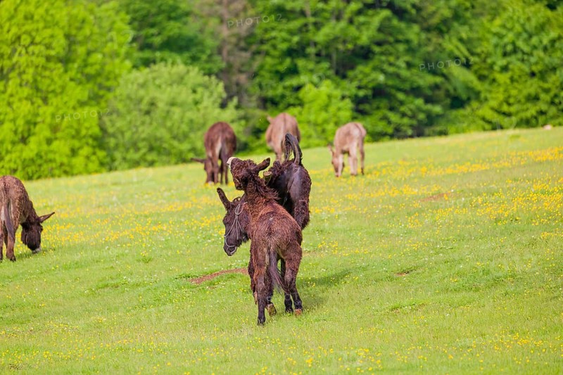 Two mixed breed donkey stallions fight
