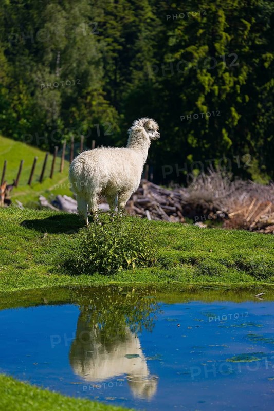 A white male alpaca (Vicugna pacos) stands on the bank of a pond and reflects in the water