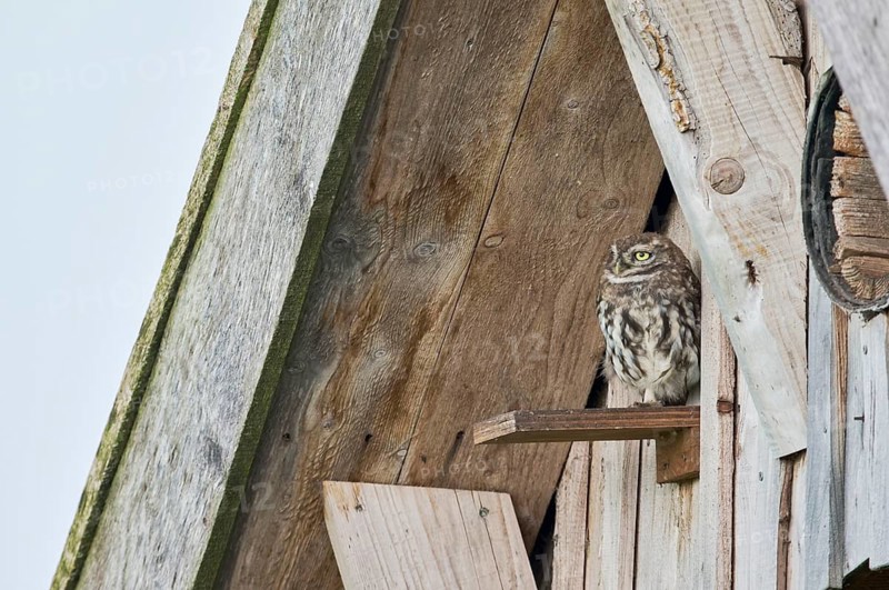 Little owl in breeding tube (Athene noctua) North Rhine-Westphalia, Germany