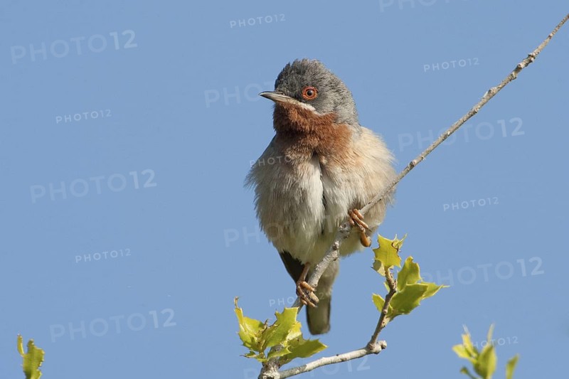Subalpine Warbler (Sylvia cantillans) male, Lesvos, Greece
