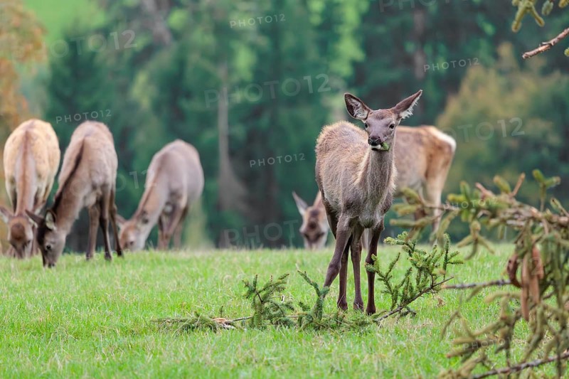 An young Altai maral hind, Altai wapiti or Altai elk (Cervus canadensis sibiricus) stands in a meadow, knibbling on the needles of a spruce twig lying on the ground. A group of hinds graze behind her. A forest can be seen in the background