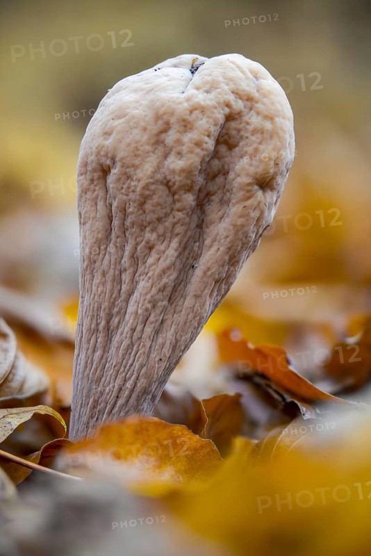 Clavariadelphus pistillaris, large Hercules leg, Hercules leg, common club coral, fungi, fungus, high size, portrait format, mushrooms