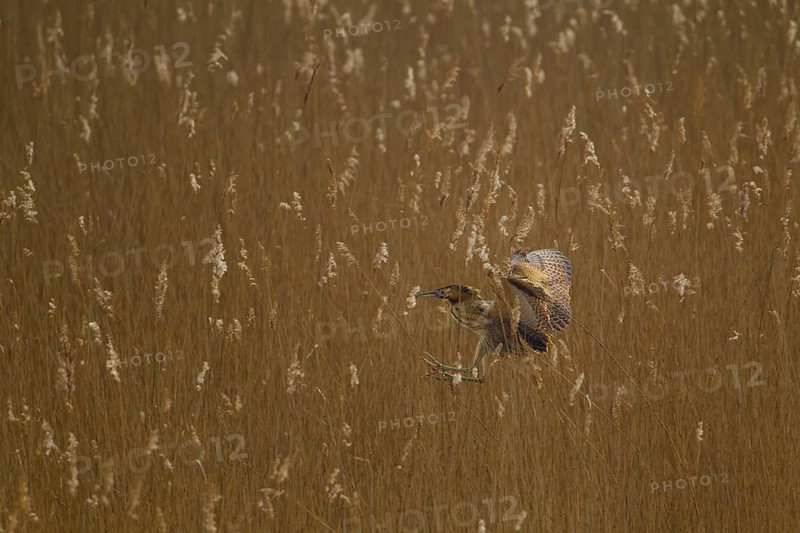 Great or Eurasian bittern (Botaurus stellaris) adult bird in flight landing in a reedbed, RSPB Minsmere nature reseve, Suffolk, England, United Kingdom