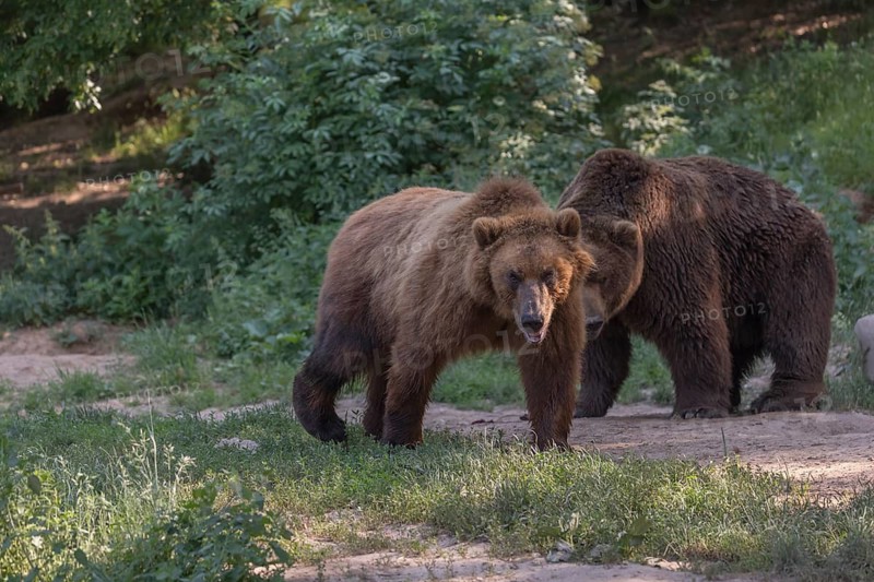 One Kamchatka brown bear (Ursus arctos piscator), walking in a forest. Some green vegetation and a second bear in the background