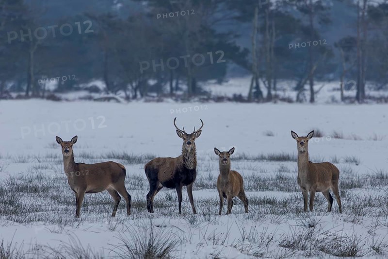 Red deer (Cervus elaphus), red deer and calf in winter meadow landscape, winter, cold, snow, January, Denmark