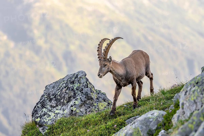 Alpine ibex (Capra ibex), adult male, Mont Blanc massif, Chamonix, France