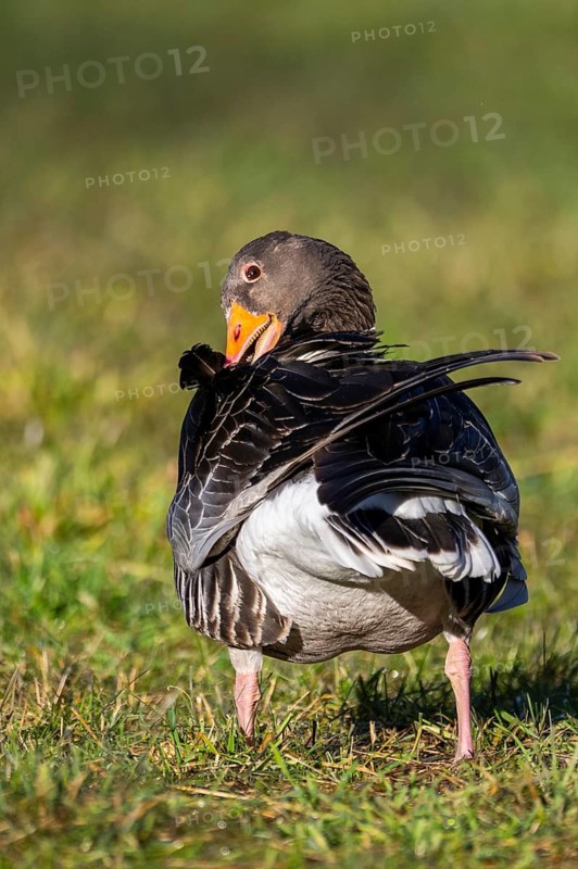 Greylag goose (Anser anser) standing on a meadow in spring, Bavaria, Germany
