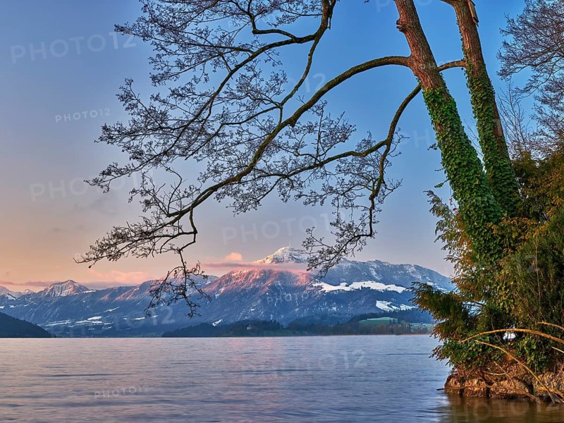 Morning atmosphere at Lake Zug with a tree with ivy in the foreground and the snow-covered Rigi in the background, Cham, Canton Zug, Switzerland
