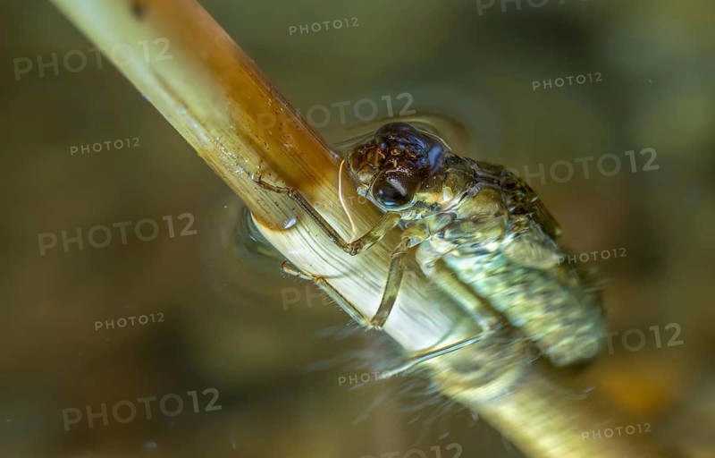 Aeshna cyanea, blue-green mosaic maiden, southern hawker, anisoptera, dragonflies, insects, larva, larva, dragonflies, odonata, hatching, hatching, hatching