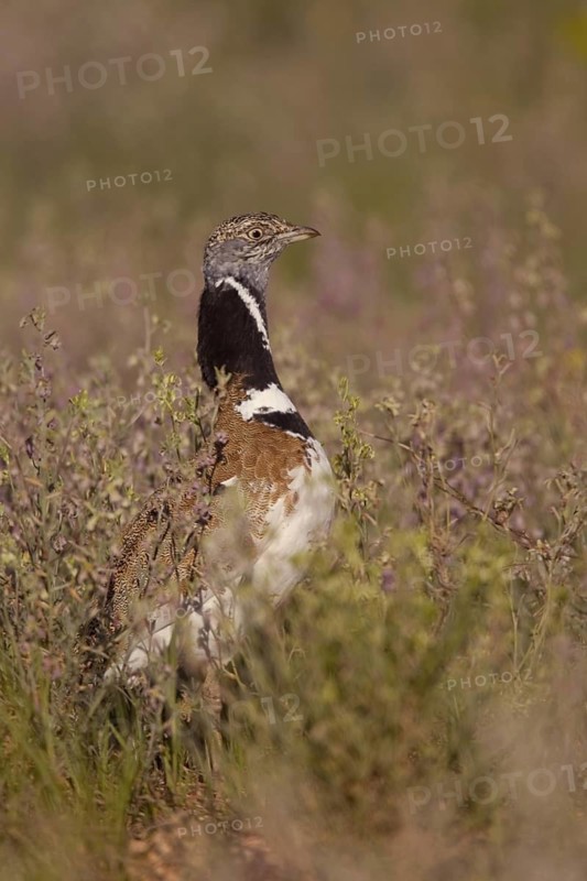 Little Bustard (Tetrax tetrax), Castile-La Mancha, Spain