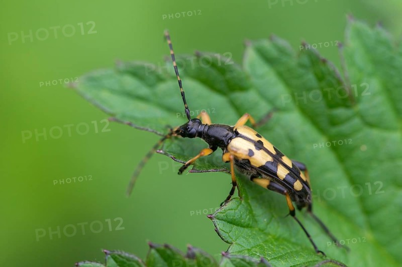 Black and yellow longhorn beetle, cerambycidae, spotted larbock, harlequin longhorn, leptura maculata, rutpela maculata, strangalia maculata, beetle, longhorn beetle, coleoptera, insects, beetles