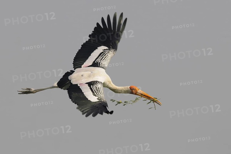 Painted Stork (Mycteria leucocephala) flying, India