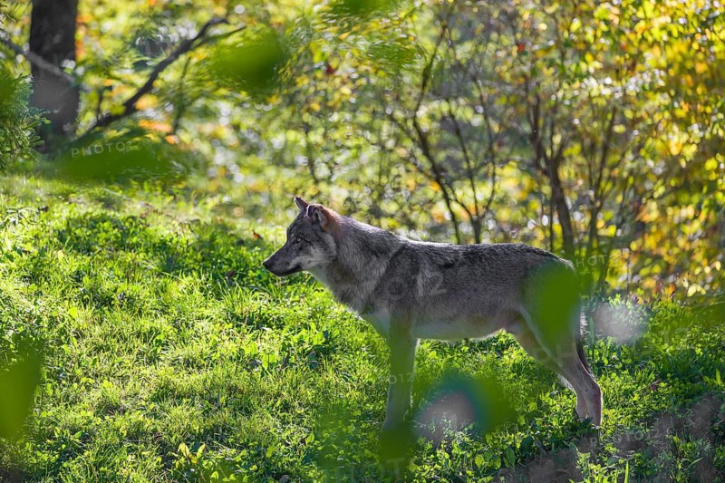 A eurasian gray wolf (Canis lupus lupus) stands on a forest edge in early morning mist and Backlight