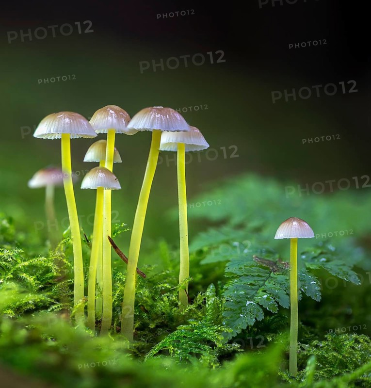 Stretchy helmet, rubber helmet, mycena epipterygia, mycena epipteryhia, fungi, fungi, yellowleg bonnet, skinned helmet
