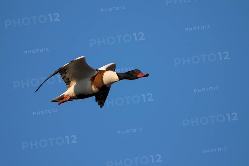 Brandgans (Tadorna tadorna), Shelduck, Weibchen, Altvogel im Flug, April, Insel Texel, Nordsee, Nordholland, Niederlande