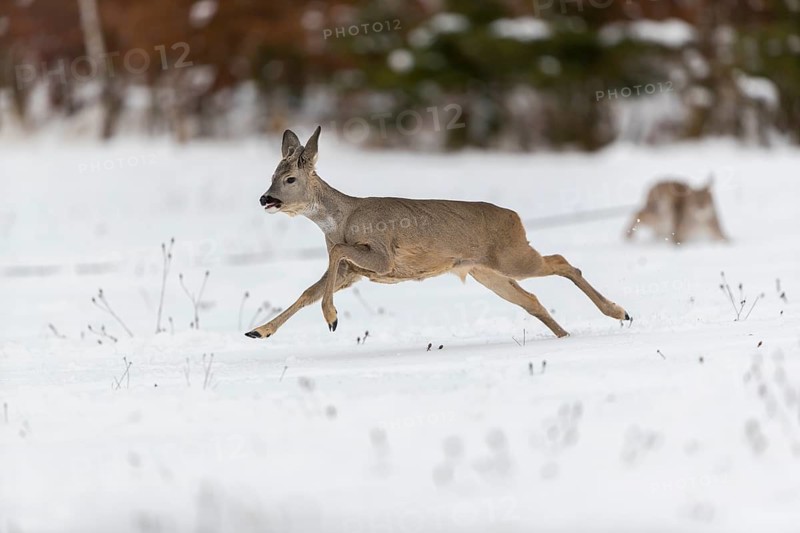 One young male Roe Deer, Roe buck (Capreolus capreolus), running over a snowy meadow. Trees in the background