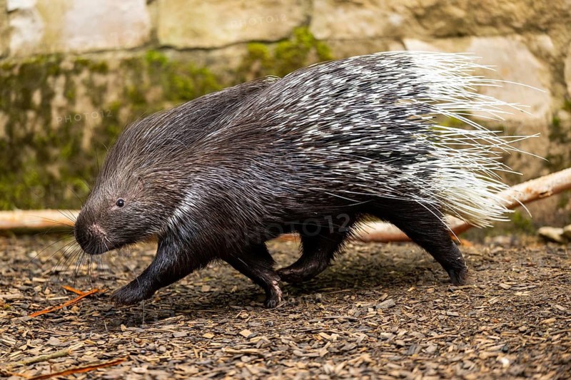 Old World porcupines (Hystrix cristata), Germany
