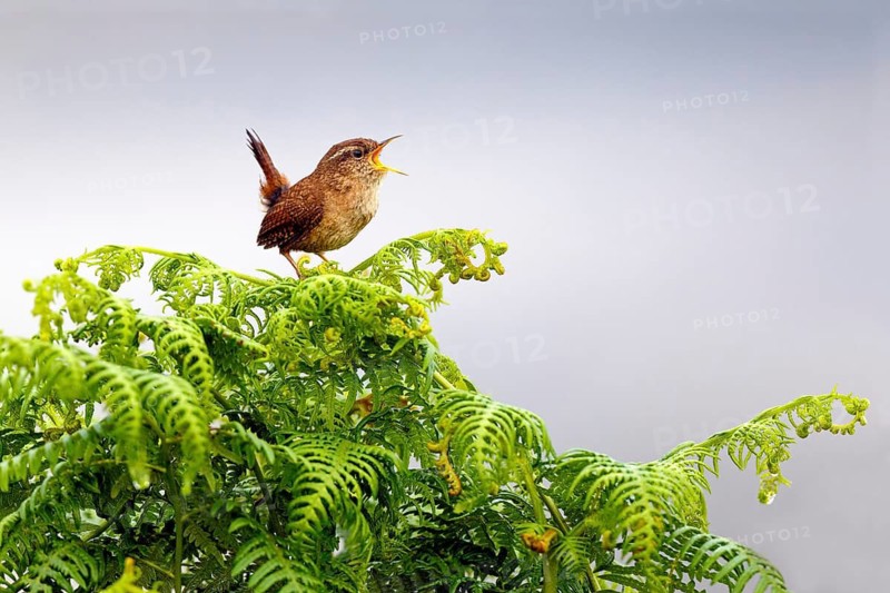 Eurasian Wren (Troglodytes troglodytes) singing, Asturias, Spain
