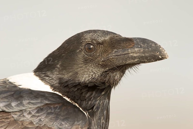 Pied Crow (Corvus albus), Gambia