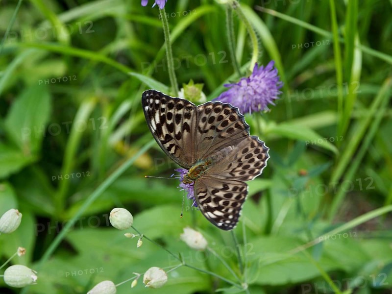 An imperial fritillary (Argynnis paphia valesina) rests on a flower, surrounded by green foliage, Goms, Canton of Valais, Switzerland