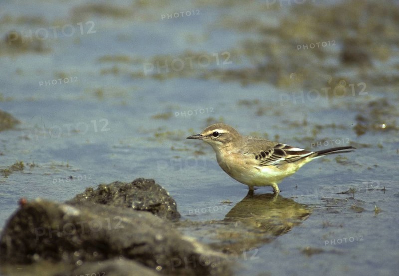 Motacilla flava, sheeptail, western yellow wagtail, yellow wagtail, birds, adolescent, juvenile, passeri, songbirds, songbirds, birds