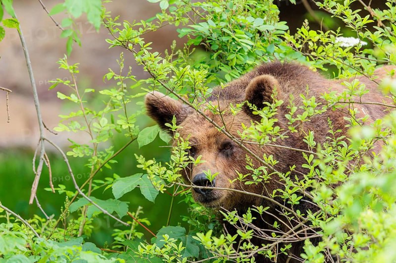 A female brown bear (Ursus arctos arctos) is hiding behind dense vegetation in hilly terrain. Transylvania, Romania