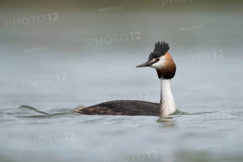 Great Crested Grebe (Podiceps cristatus), North Rhine-Westphalia, Germany