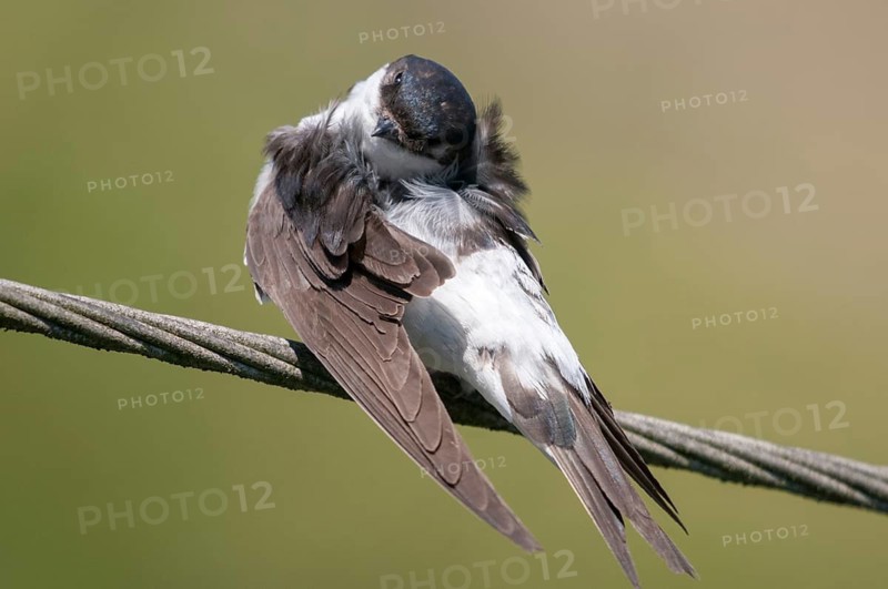 Delichon urbica, house martin, house martins, birds, plumage care, adolescent, juvenile, passeri, preening, swallows, songbirds, birds