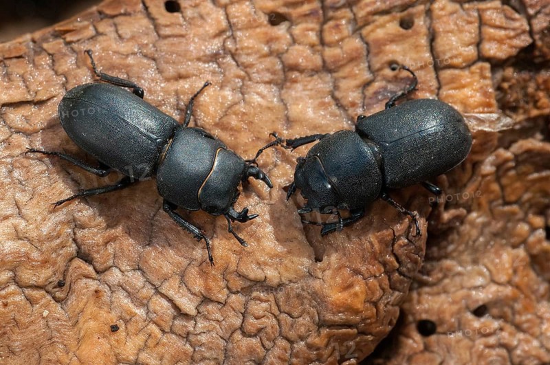Barkschröter, Dorcus parallelipipedus, Lesser stag beetle, dwarf stag beetle, beetle, Coleoptera, female, insects, beetles, males, males, females