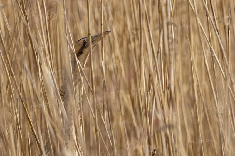 Great or Eurasian bittern (Botaurus stellaris) adult bird in a reedbed in spring, England, United Kingdom