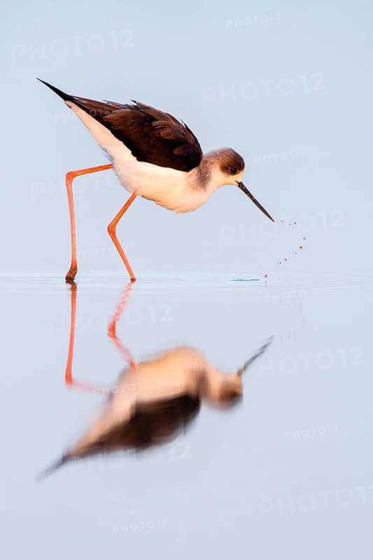 Black-winged Stilt (Himantopus himantopus), Castile-La Mancha, Spain