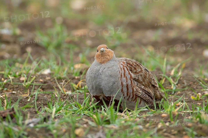 Grey or Hungarian or English partridge (Perdix perdix) adult bird in a farmland cereal field, England, United Kingdom