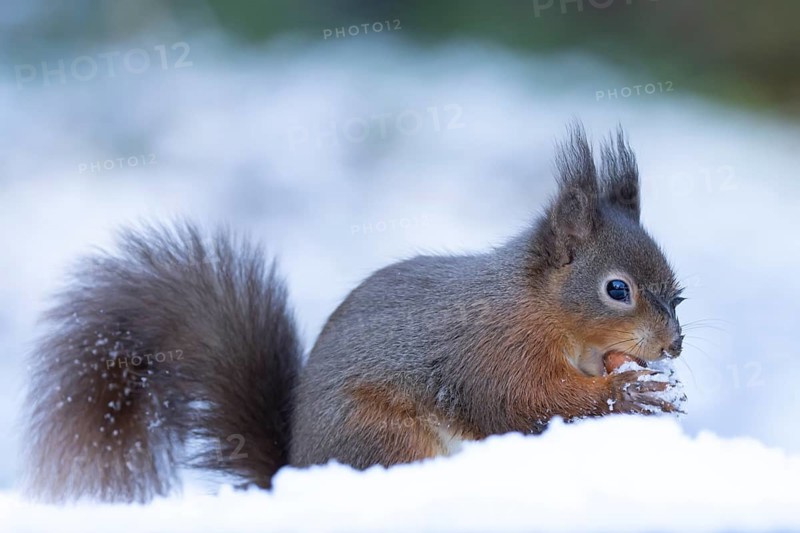 Red squirrel (Sciurus vulgaris) adult animal feeding on a hazelnut in a snow covered woodland in winter, England, United Kingdom