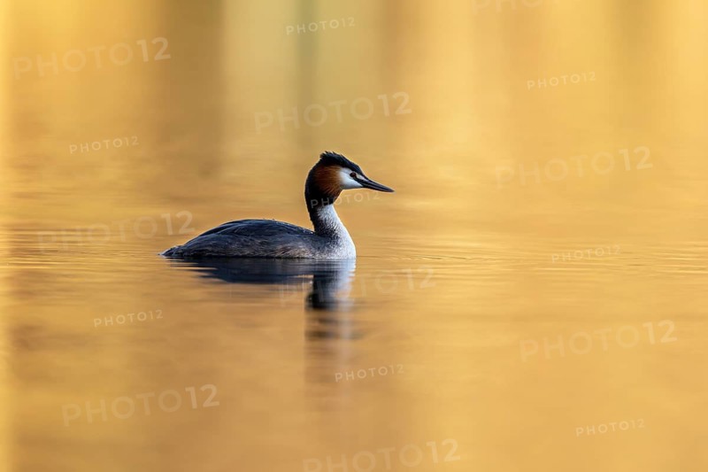 Great Crested Grebe (Podiceps Scalloped ribbonfish), Vulkaneifel, Rhineland-Palatinate, Germany