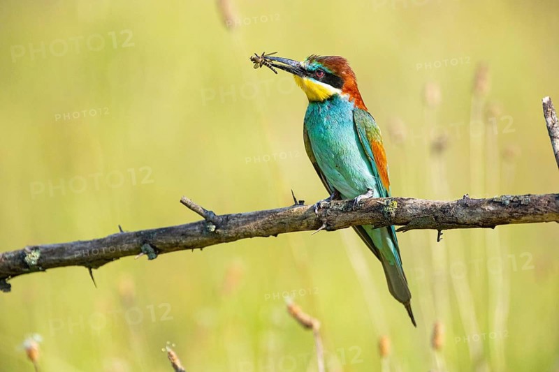 Bee-eater (Merops apiaster) Hungary, bee-eater, Hungary, sitting room, prey in the beak, Hungary