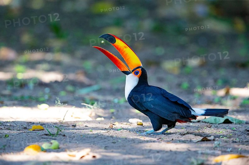 Giant toucan (Ramphastos toco) Pantanal Brazil