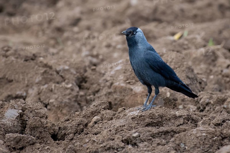Western Jackdaw (Coloeus monedula) perched in field, Thuringia, Deutschland, Germany
