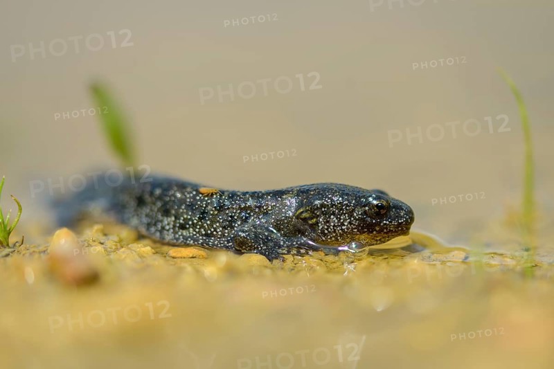 Great crested newt, crested newt, northern crested newt, Triturus cristatus, amphibians, amphibians, young animal, juvenile, shore departure, amphibian, northern crested newt, warty newt