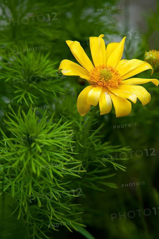Adonis vernalis, spring adonis florets, buttercup plants, ranunculaceae, Sweden, false hellebore, flora, high size, portrait, plants, pheasant's eye, plants, spring pheasant's eye, Sweden, yellow pheasant's eye, Öland