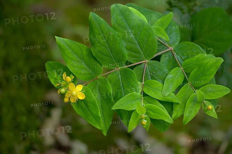 Blood St. John's Wort, Hypericum Androsaemum, St. John's Wort, Man's Blood, Flora, Plants, Shrubby St. John's Wort, Sweet Amber, Tutsan