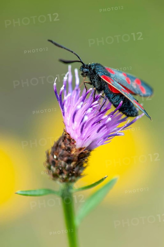Six-spot burnet (Zygaena filipendulae), Goldenstedt, Lower Saxony, Germany