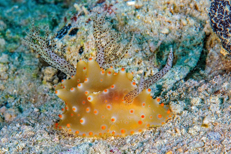 Underwater photo of Malesso humpback snail (Halgerda malesso) shell-less sea snail spreads out gills on the hind body, on the right front of the head filigree sensitive antennae, Pacific, Yap Island, Yap State, Caroline Islands, Federated States of Micronesia FSM, Australia, Oceania