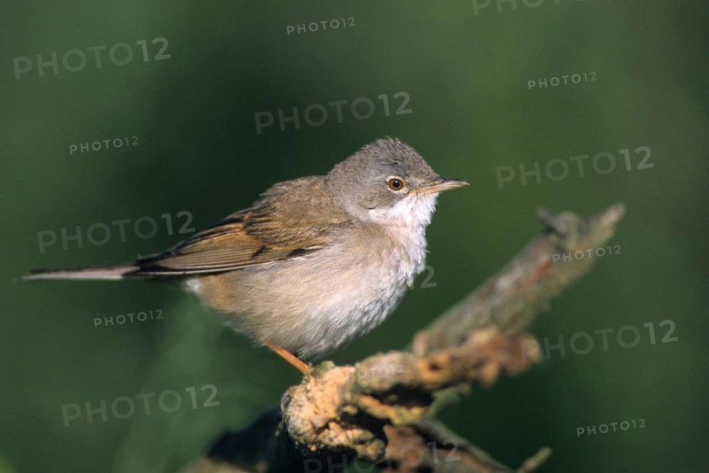 Warbler, Sylvia Communis, Whitethroat, Birds, Male, Male, Passeri, Songbirds, Birds