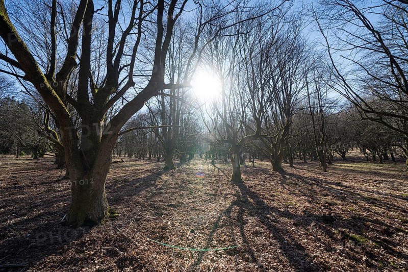 A natural burial grave site, Hofgeismar, Weser Uplands, Weserbergland, Hesse, Germany