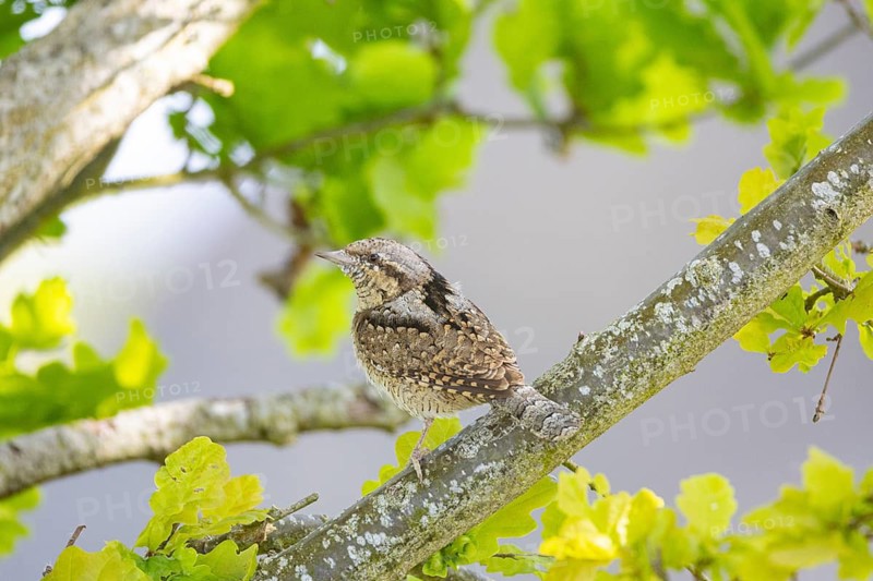 Eurasian wryneck (Jynx torquilla) Germany