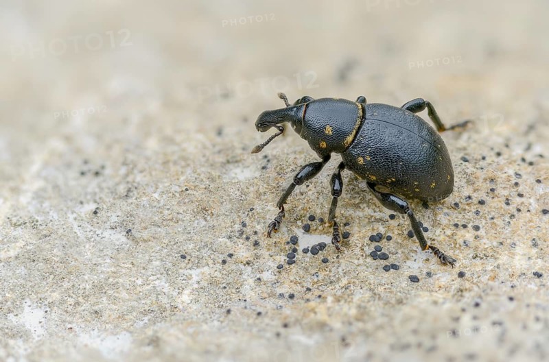 Curculionidae, German weevil, small butterbur weevil, Liparus germanus, molytinae, butterbur weevil, beetle, coleoptera, insects, beetles