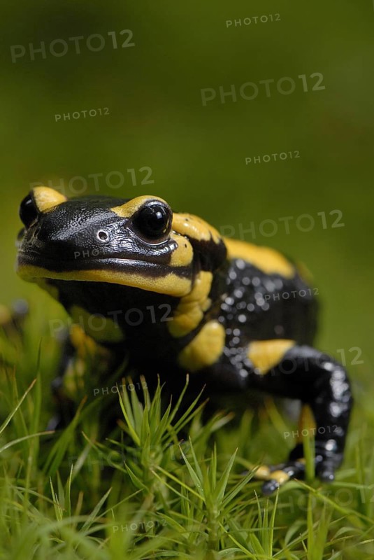Fire salamanders in moss